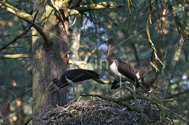 Zwarte Ooievaar (Ciconia nigra)