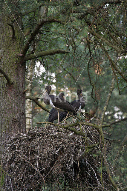 Zwarte Ooievaar (Ciconia nigra)