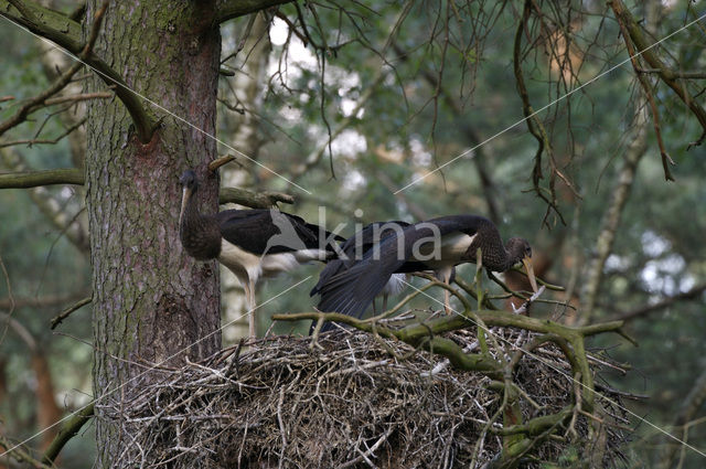 Zwarte Ooievaar (Ciconia nigra)