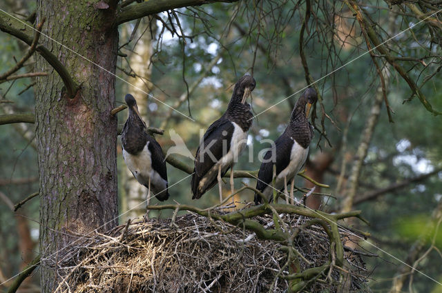 Zwarte Ooievaar (Ciconia nigra)