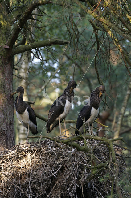 Zwarte Ooievaar (Ciconia nigra)