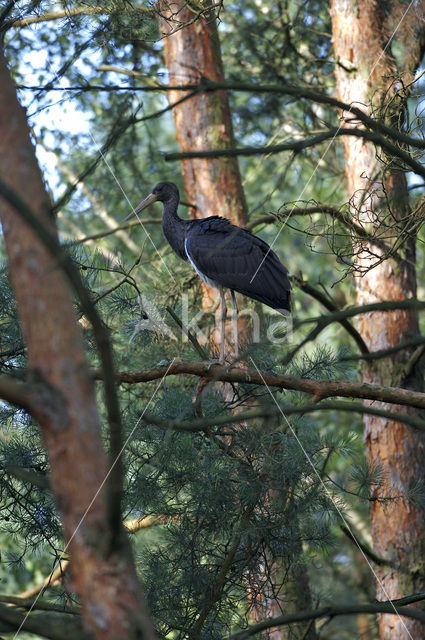 Zwarte Ooievaar (Ciconia nigra)