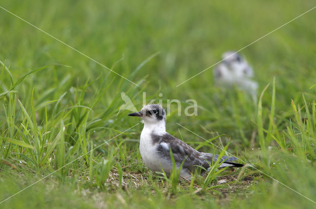 Zwarte Stern (Chlidonias niger)