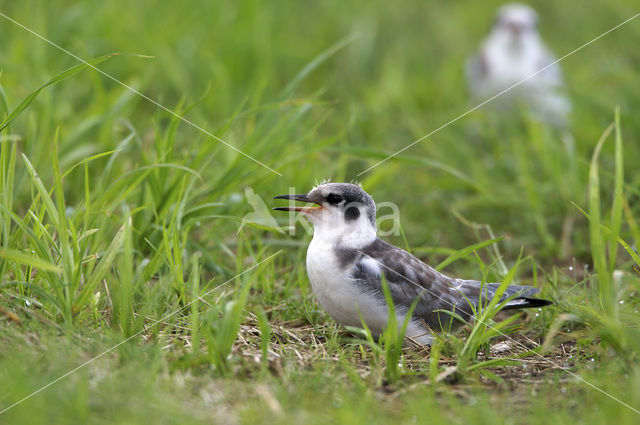 Zwarte Stern (Chlidonias niger)