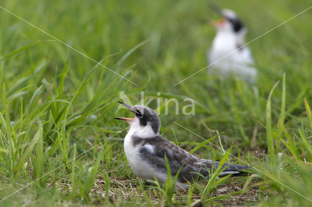 Zwarte Stern (Chlidonias niger)