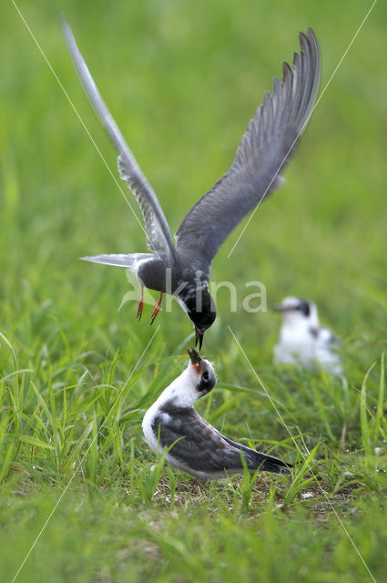 Black Tern (Chlidonias niger)