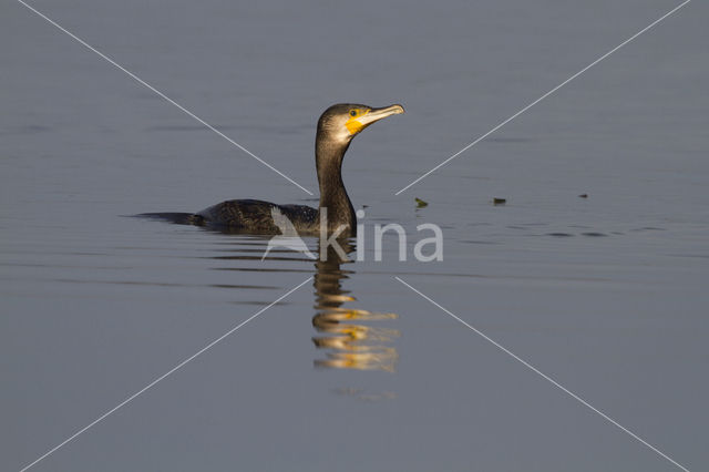 Aalscholver (Phalacrocorax carbo)