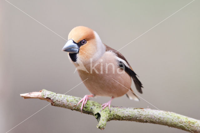 Hawfinch (Coccothraustes coccothraustes)