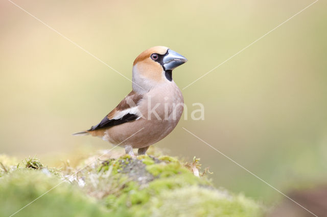 Appelvink (Coccothraustes coccothraustes)