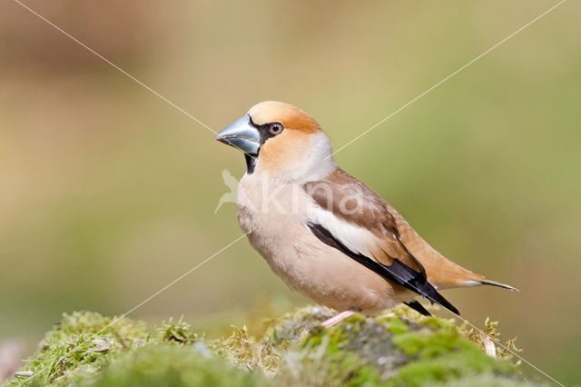 Appelvink (Coccothraustes coccothraustes)