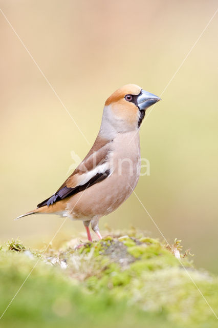 Appelvink (Coccothraustes coccothraustes)