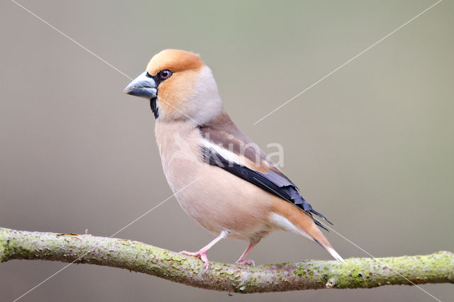 Appelvink (Coccothraustes coccothraustes)