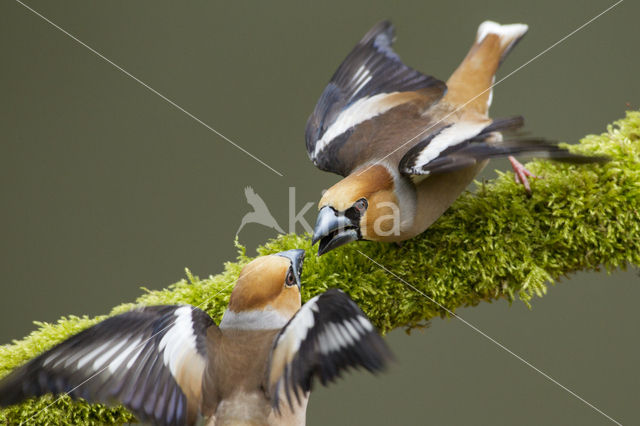 Appelvink (Coccothraustes coccothraustes)