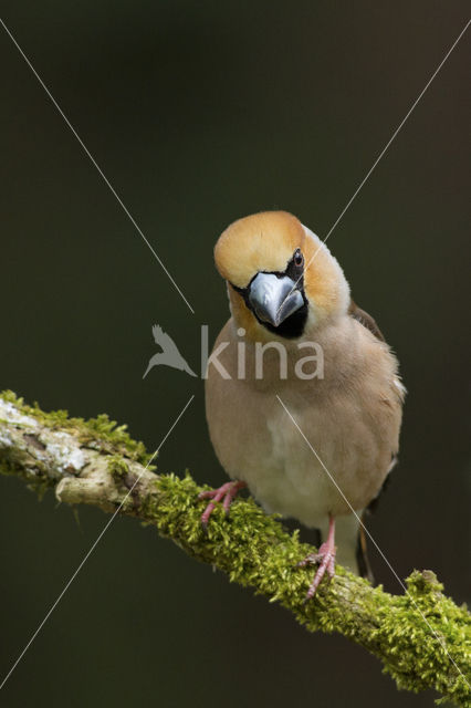 Appelvink (Coccothraustes coccothraustes)