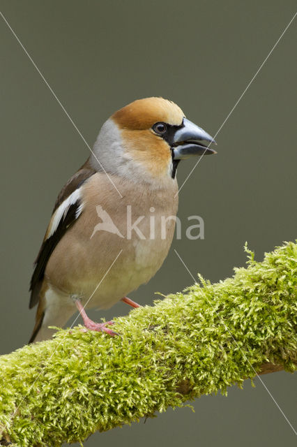 Appelvink (Coccothraustes coccothraustes)