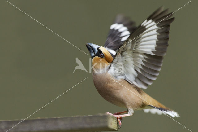 Appelvink (Coccothraustes coccothraustes)