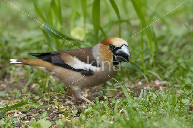 Appelvink (Coccothraustes coccothraustes)