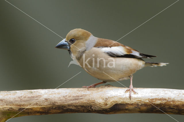 Appelvink (Coccothraustes coccothraustes)