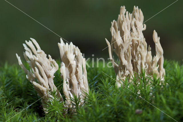 Asgrauwe koraalzwam (Clavulina cinerea)