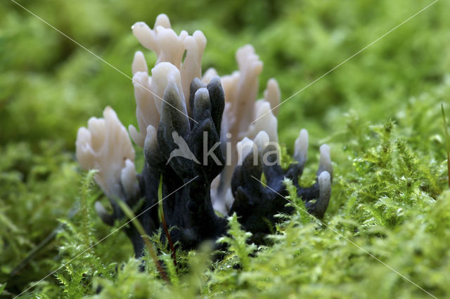 Asgrauwe koraalzwam (Clavulina cinerea)