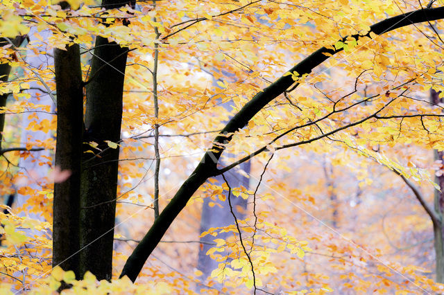 Beuk (Fagus spec.)