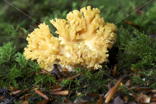 Beukekoraalzwam (Ramaria fagetorum)