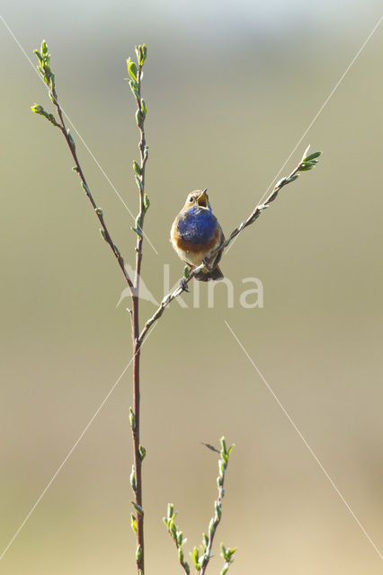 Blauwborst (Luscinia svecica)