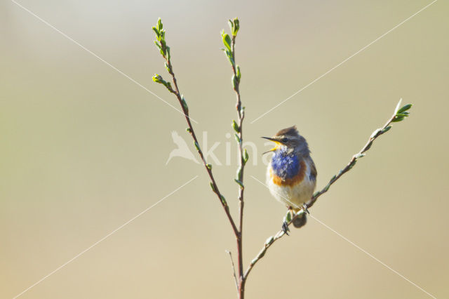 Blauwborst (Luscinia svecica)