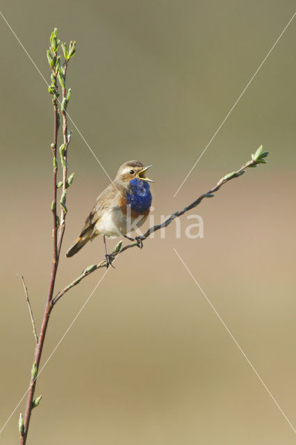 Blauwborst (Luscinia svecica)