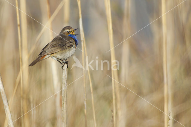 Blauwborst (Luscinia svecica)