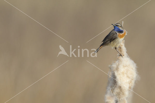 Blauwborst (Luscinia svecica)