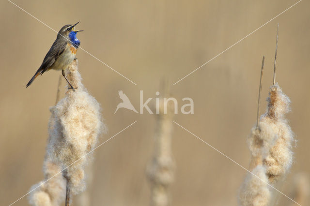 Blauwborst (Luscinia svecica)