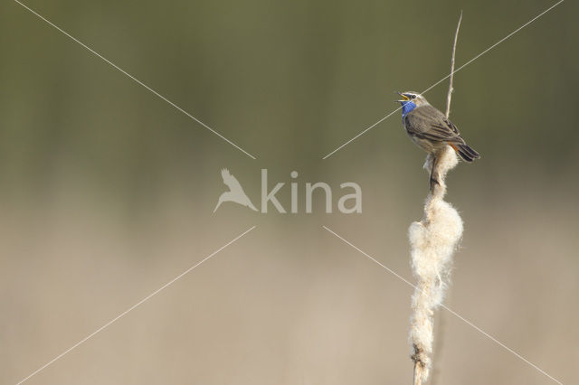 Blauwborst (Luscinia svecica)