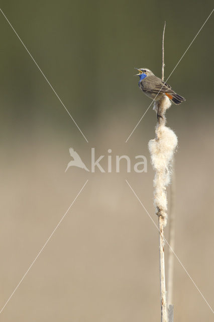 Blauwborst (Luscinia svecica)