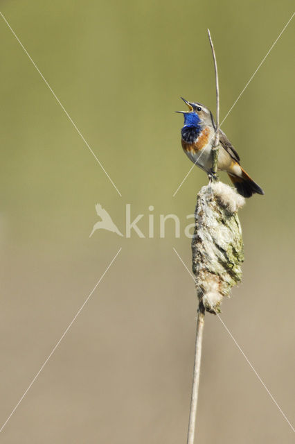 Blauwborst (Luscinia svecica)