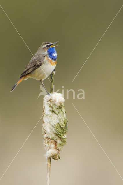 Blauwborst (Luscinia svecica)