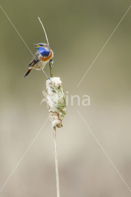 Blauwborst (Luscinia svecica)