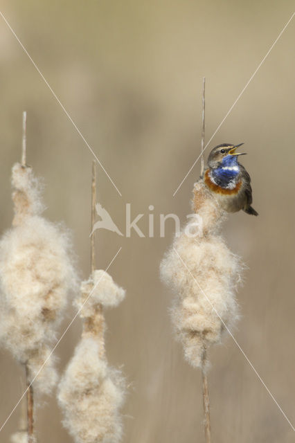 Blauwborst (Luscinia svecica)