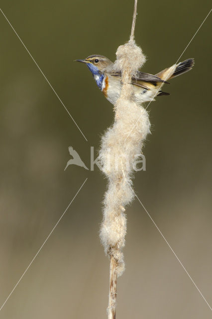 Blauwborst (Luscinia svecica)