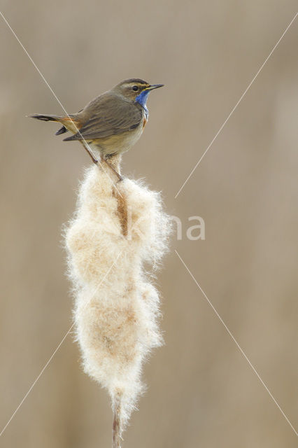 Blauwborst (Luscinia svecica)