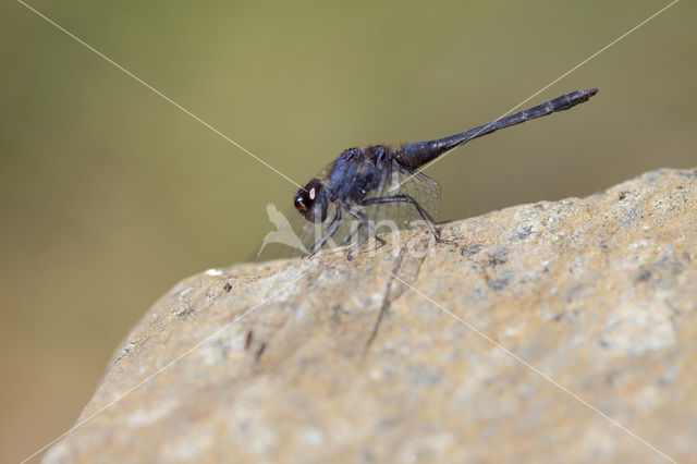 Blauwe zonnewijzer (Trithemis festiva)