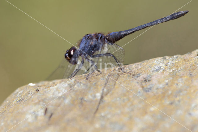 Blauwe zonnewijzer (Trithemis festiva)