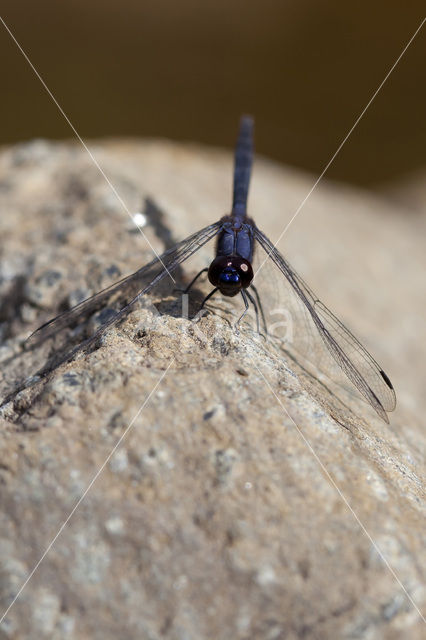 Blauwe zonnewijzer (Trithemis festiva)