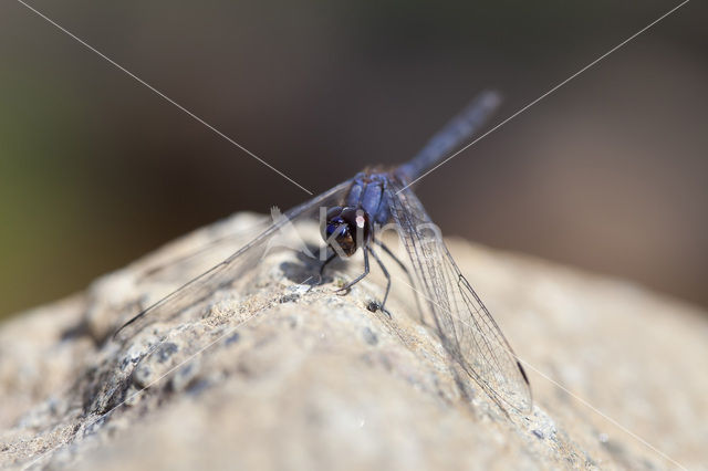 Blauwe zonnewijzer (Trithemis festiva)