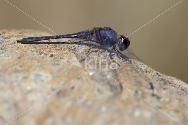 Blauwe zonnewijzer (Trithemis festiva)