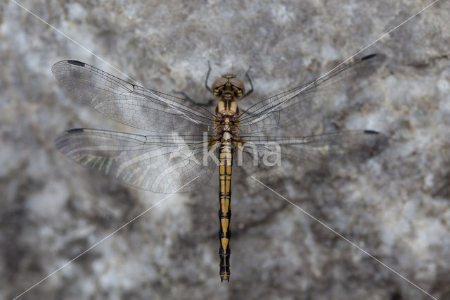 Blauwe zonnewijzer (Trithemis festiva)