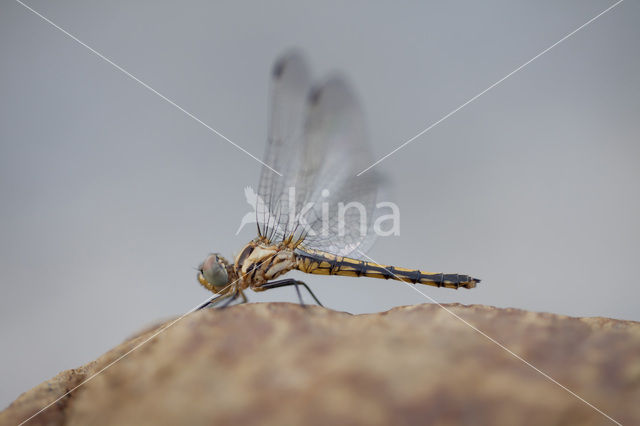 Blauwe zonnewijzer (Trithemis festiva)