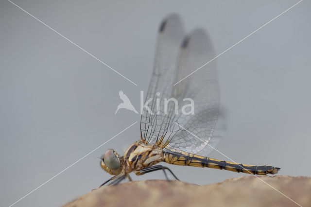 Blauwe zonnewijzer (Trithemis festiva)