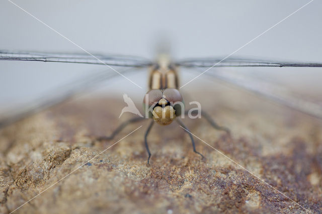 Blauwe zonnewijzer (Trithemis festiva)