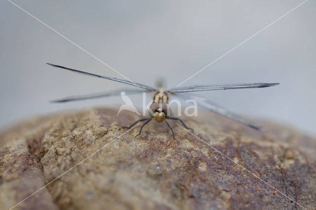 Blauwe zonnewijzer (Trithemis festiva)